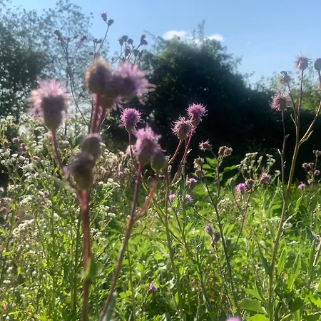 בית אירוח Pilgerrosenhof