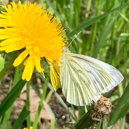 Pilgerrosenhof Privat bolig