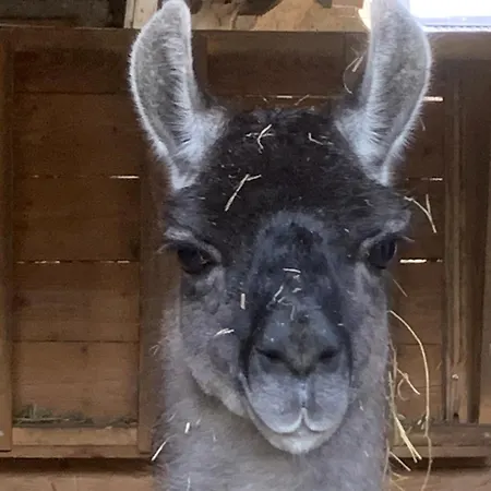 Pilgerrosenhof Privat bolig *