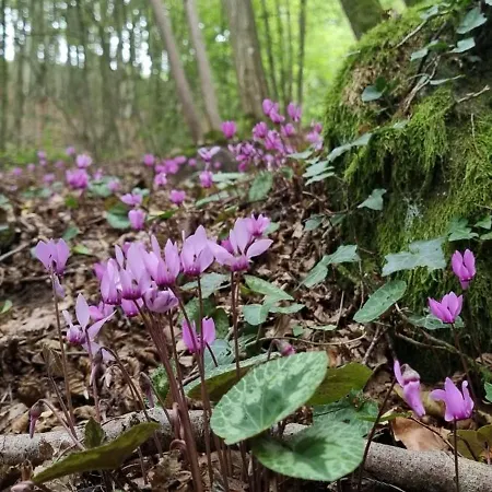 Pilgerrosenhof * Maria Taferl
