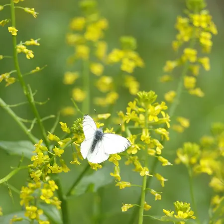 בית אירוח Pilgerrosenhof