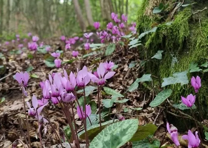 Pilgerrosenhof * Maria Taferl