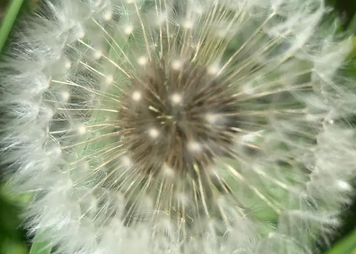 Pilgerrosenhof Accommodatie bij particulieren