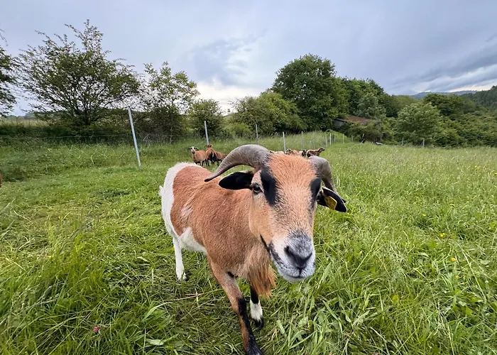 Pilgerrosenhof Séjour chez l'habitant
