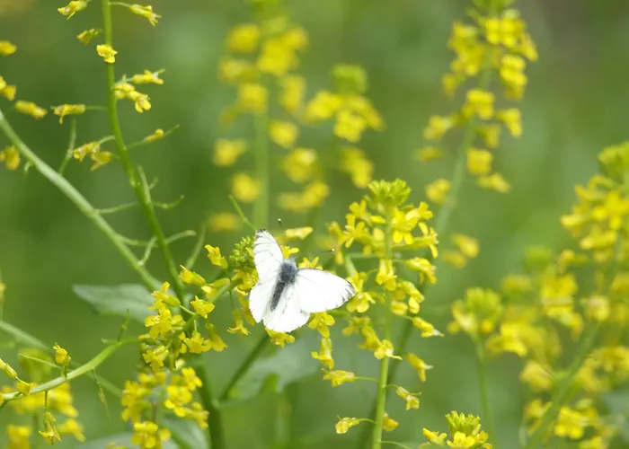 Accommodatie bij particulieren Pilgerrosenhof